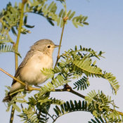 Lucy's Warbler
